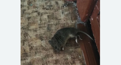 Дезинфекция от мышей в Красноуральске