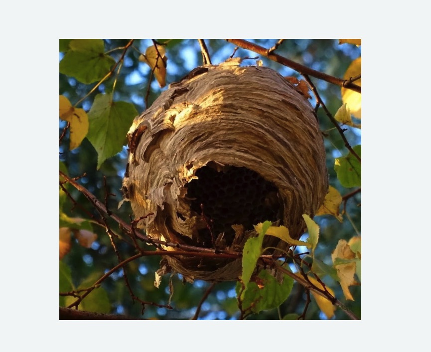 Обработка от шершней в Красноуральске