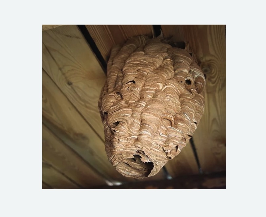 обработка от шершней в Красноуральске