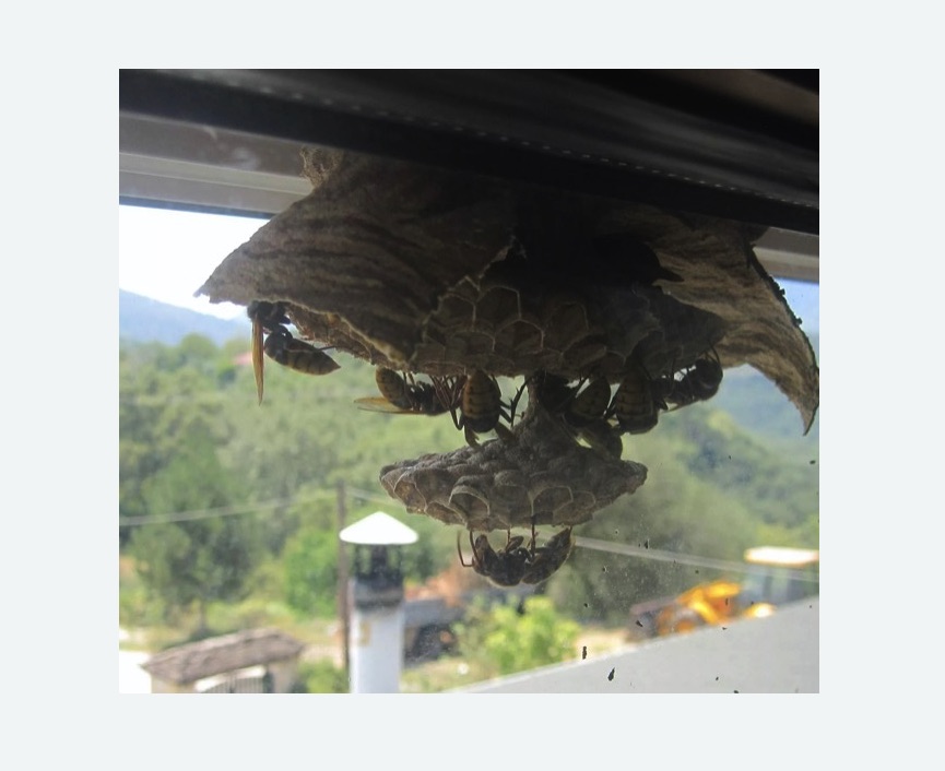 Уничтожение гнёзд шершней в Красноуральске